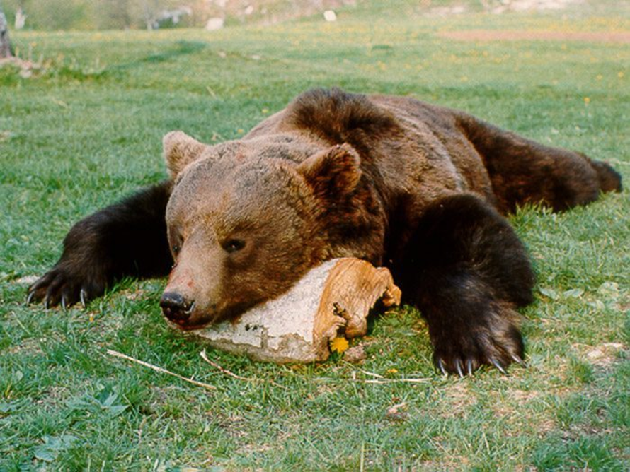 Бурый медведь Башкортостана. Ursus медведь. Годовалый Медвежонок.