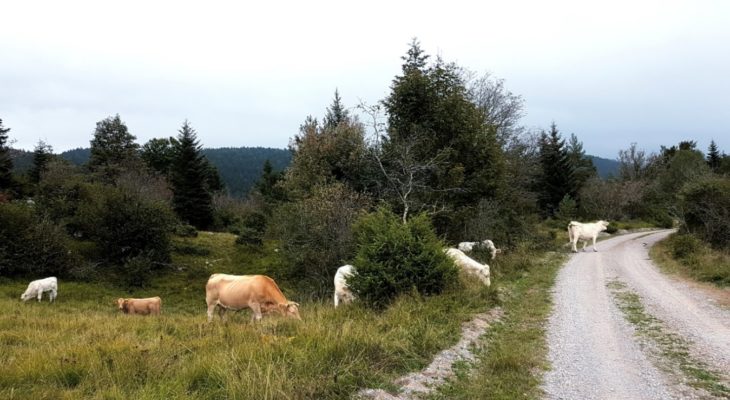 KRAVE IMAJO ROGE! OVCE IN KOZE PA SO VARNE V NOČNI OGRADI!