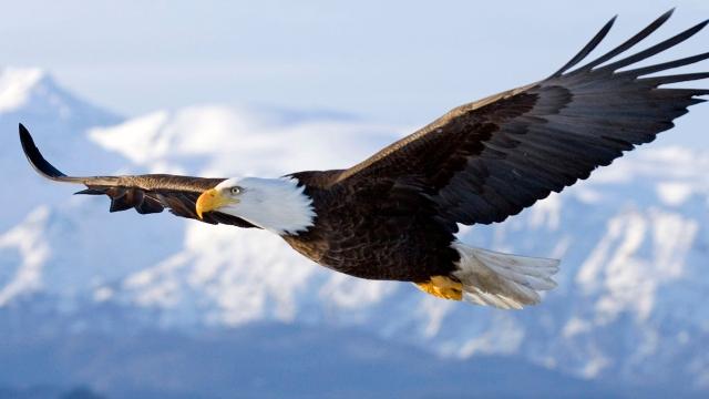 Eagle populations are up, reducing wait for Native American ceremonies