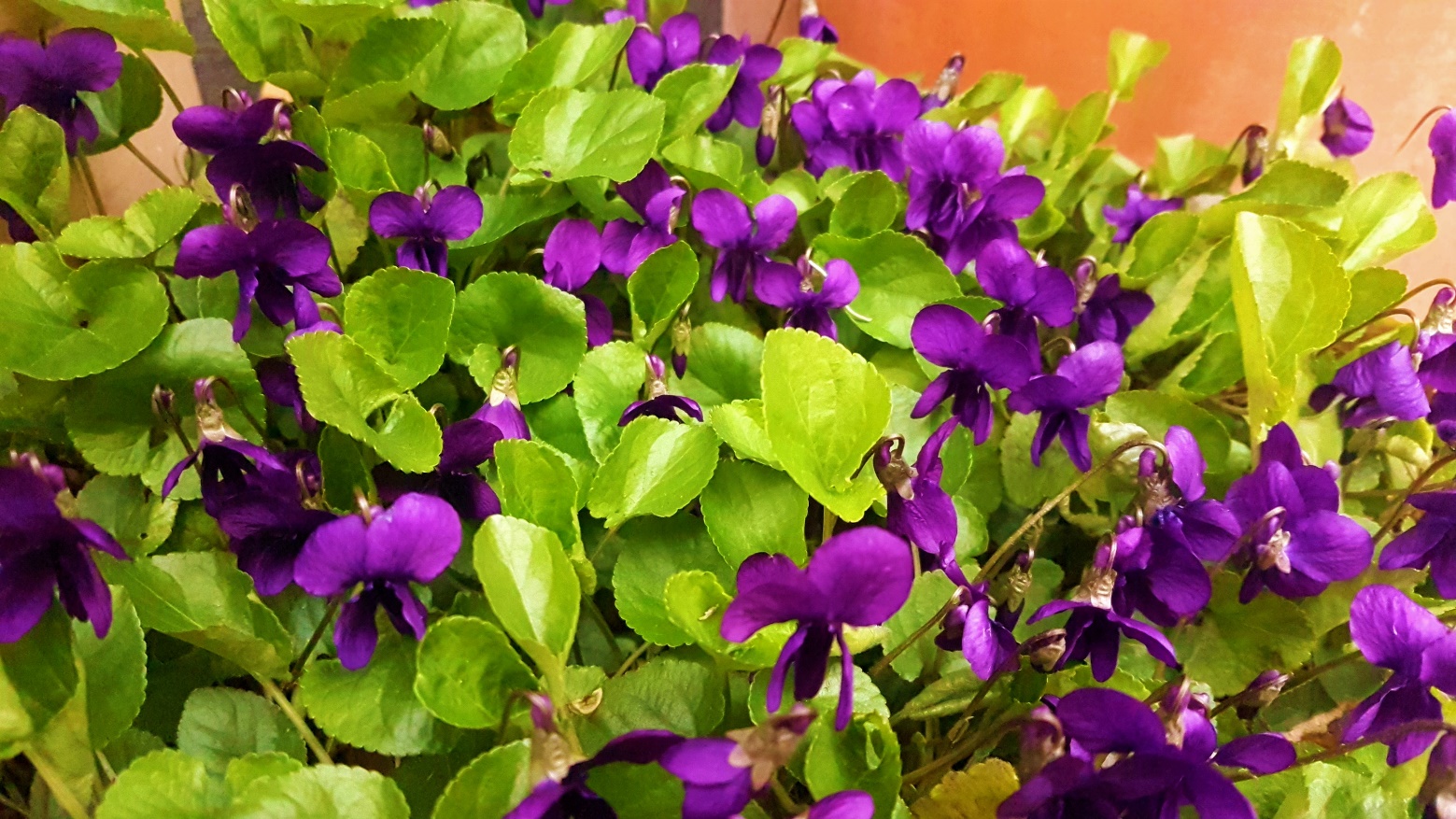 Slika, ki vsebuje besede roža, rastlina, purpurna, zapri

Opis je samodejno ustvarjen