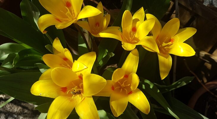 Slika, ki vsebuje besede roža, rastlina, rumeno Opis je samodejno ustvarjen