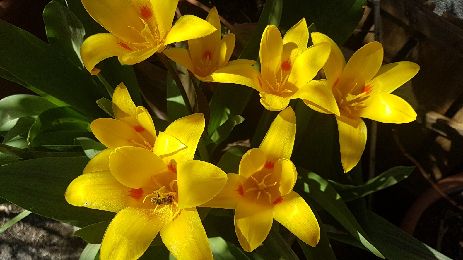 Slika, ki vsebuje besede roža, rastlina, rumeno

Opis je samodejno ustvarjen