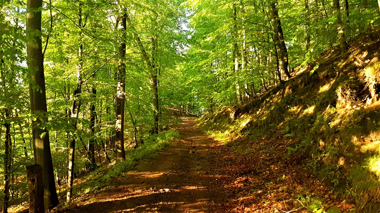 Slika, ki vsebuje besede drevo, trava, zunanje, rastlina

Opis je samodejno ustvarjen