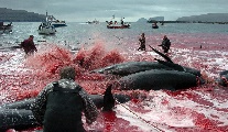 Prizor med pobijanjem morskih sesalcev na Ferskih otokih. Foto: Reuters
