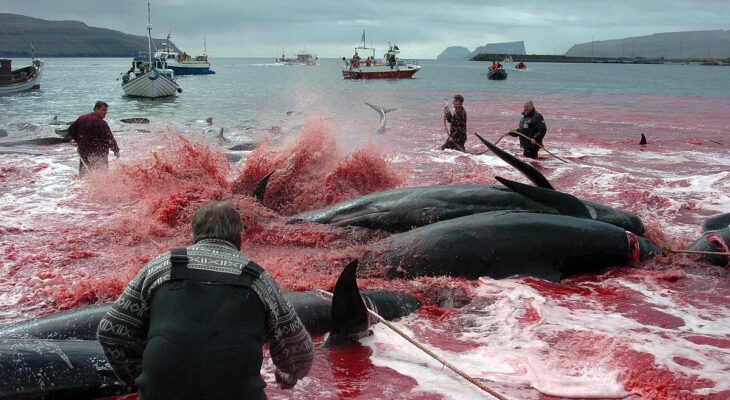 Prizor med pobijanjem morskih sesalcev na Ferskih otokih. Foto: Reuters