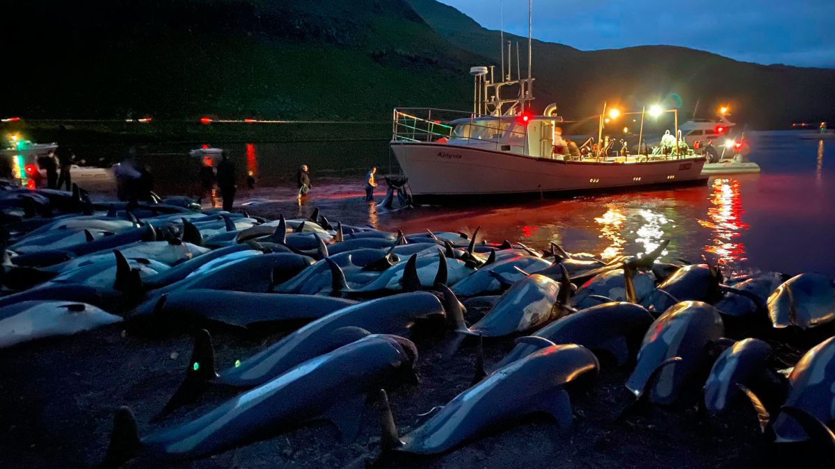 1,400 dolphins were killed in the Faroe Islands in one day, shocking even  some pro-whalers - CNN