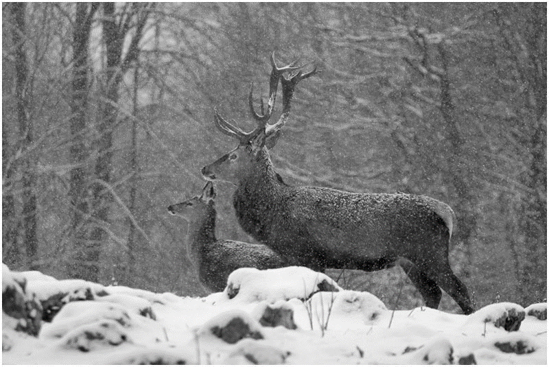 Slika, ki vsebuje besede sesalec, sneg, jelen

Opis je samodejno ustvarjen