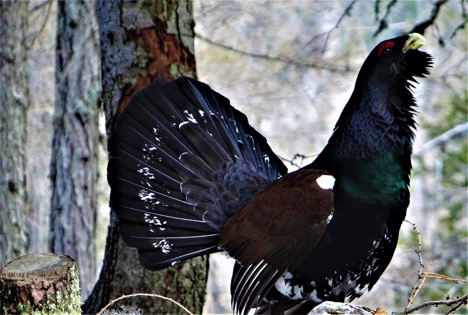 Slika, ki vsebuje besede drevo, zunanje, ptica, galliformes

Opis je samodejno ustvarjen