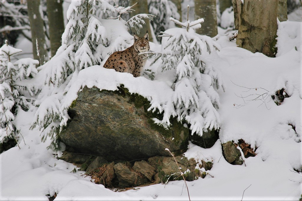 Slika, ki vsebuje besede sneg, zunanje, drevo, narava

Opis je samodejno ustvarjen