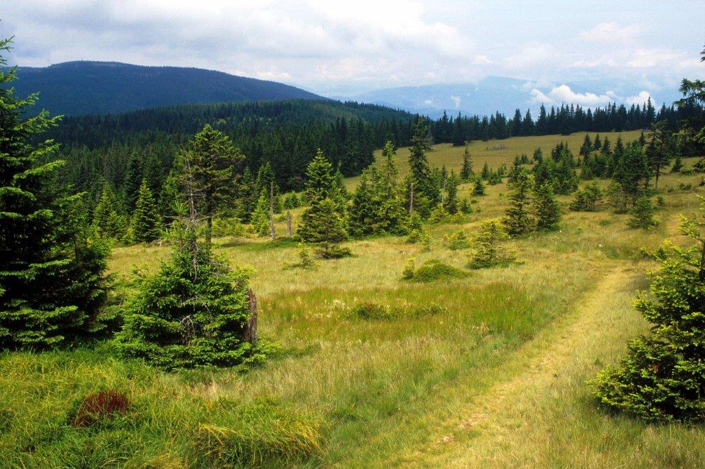 Slika, ki vsebuje besede na prostem, trava, divjina, pokrajina

Opis je samodejno ustvarjen