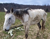 Slika, ki vsebuje besede sesalec, na prostem, trava, konj

Opis je samodejno ustvarjen