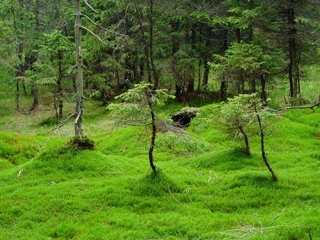 Slika, ki vsebuje besede trava, na prostem, narava, pokrajina

Opis je samodejno ustvarjen
