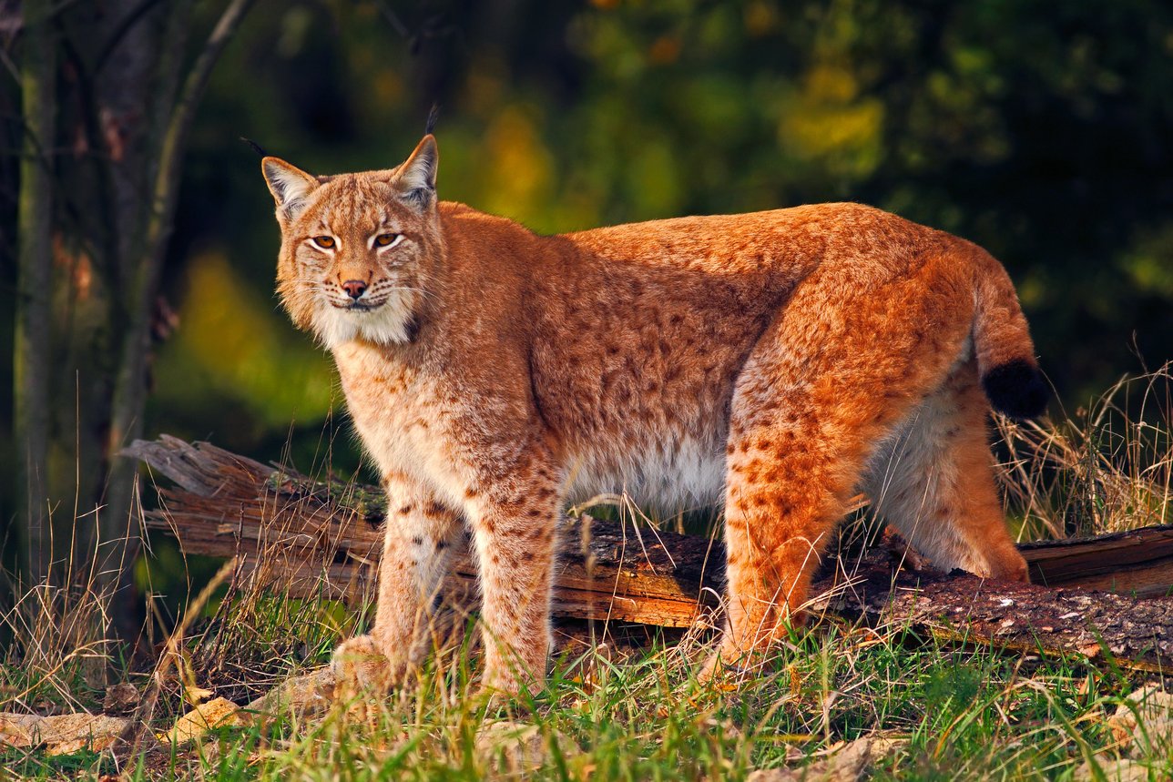 International Lynx Day 2020 invitation and event list - Interreg