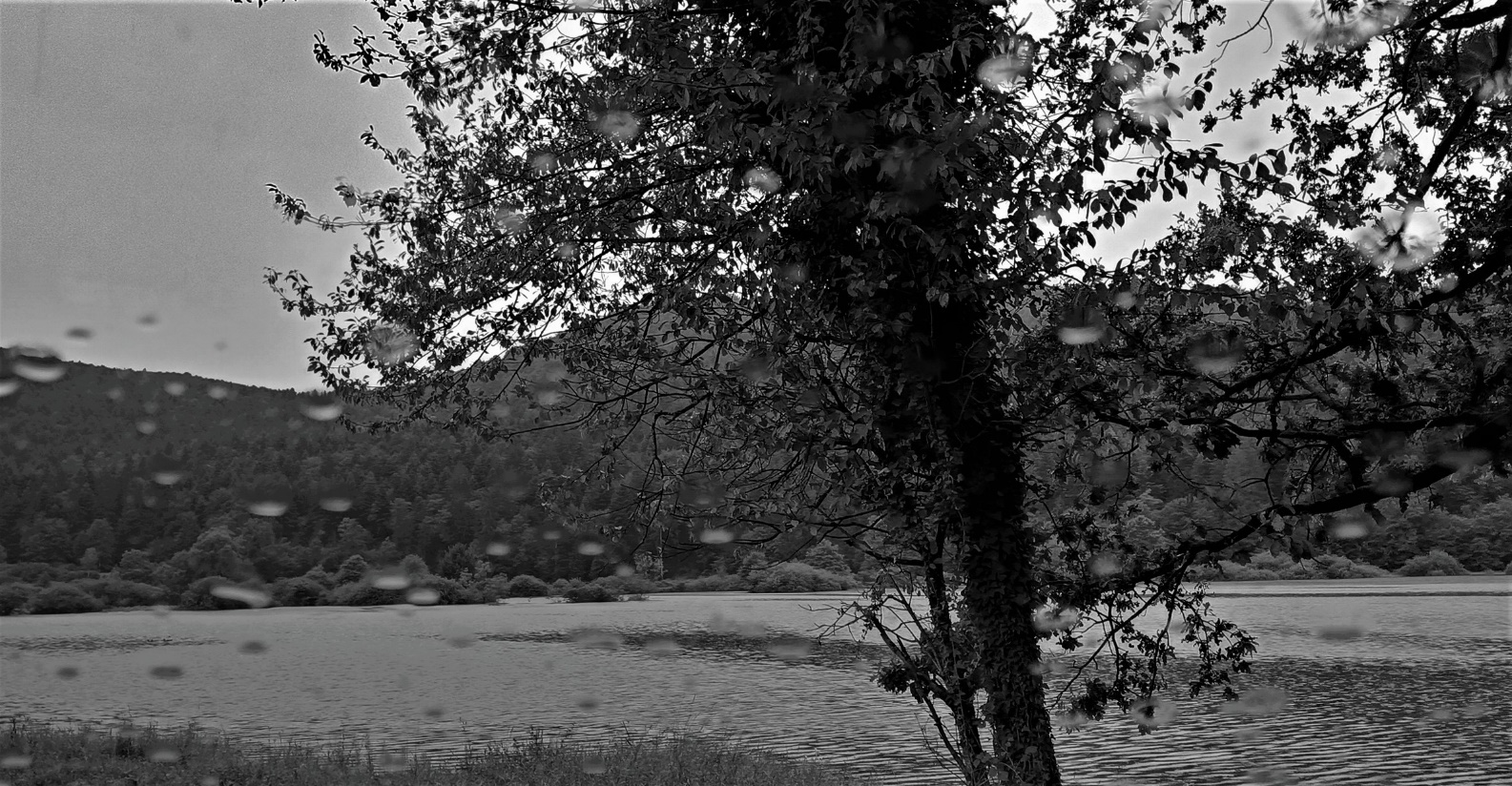 Slika, ki vsebuje besede na prostem, drevo, črno-bela fotografija, narava

Opis je samodejno ustvarjen