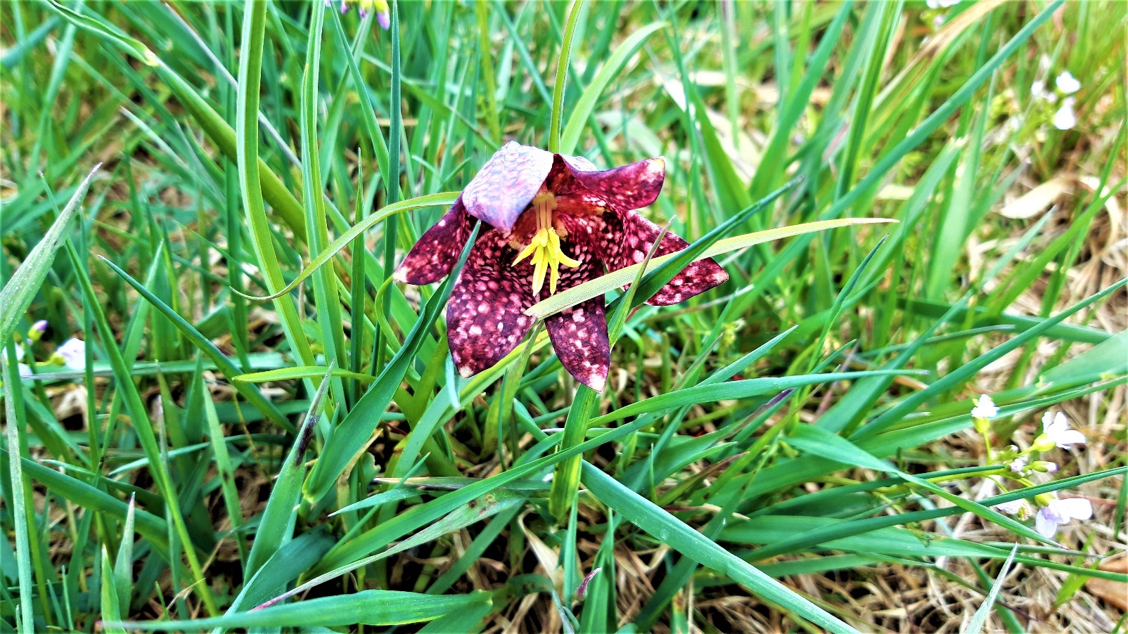 Slika, ki vsebuje besede rastlina, na prostem, trava, orhideja

Opis je samodejno ustvarjen