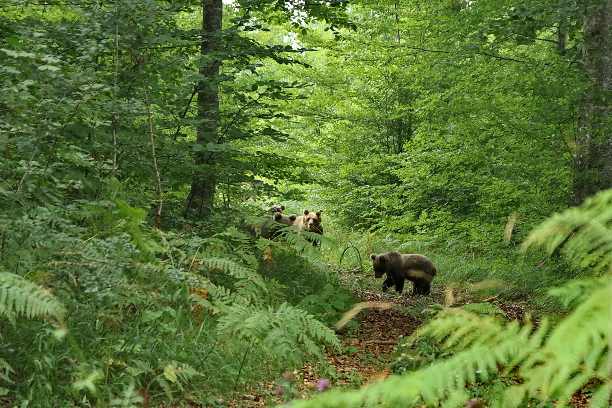 Slika, ki vsebuje besede na prostem, drevo, trava, gozd

Opis je samodejno ustvarjen