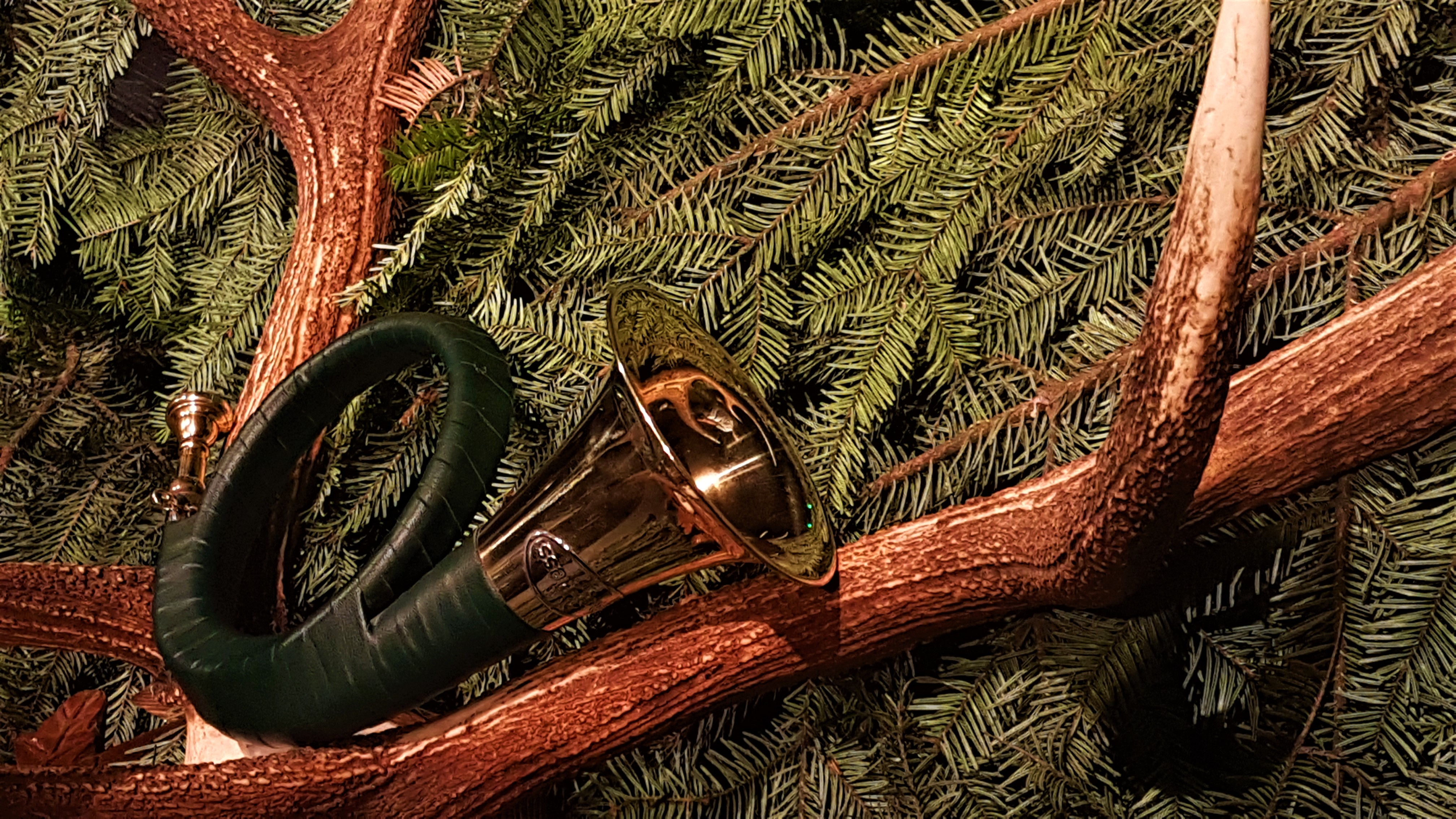 Slika, ki vsebuje besede drevo, božična jelka, rastlina, veja

Opis je samodejno ustvarjen