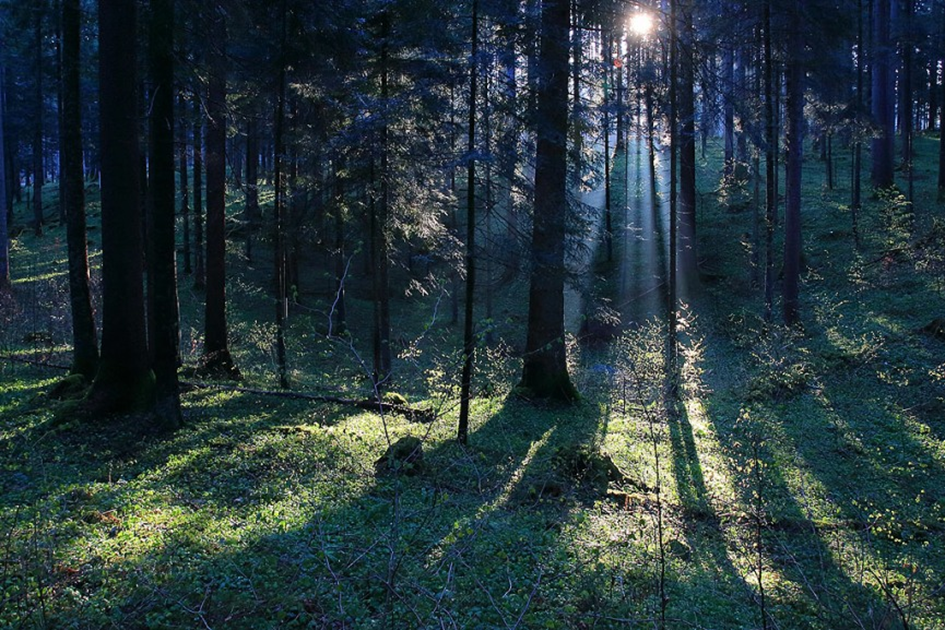 Slika, ki vsebuje besede trava, na prostem, drevo, gozd

Opis je samodejno ustvarjen