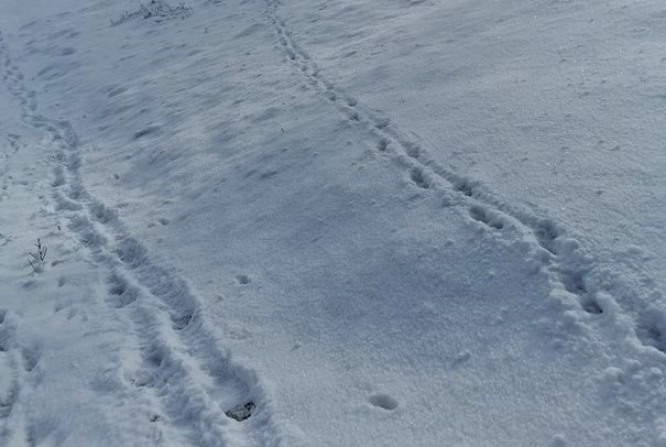 Slika, ki vsebuje besede sneg, na prostem, zamrzovanje, zima

Opis je samodejno ustvarjen