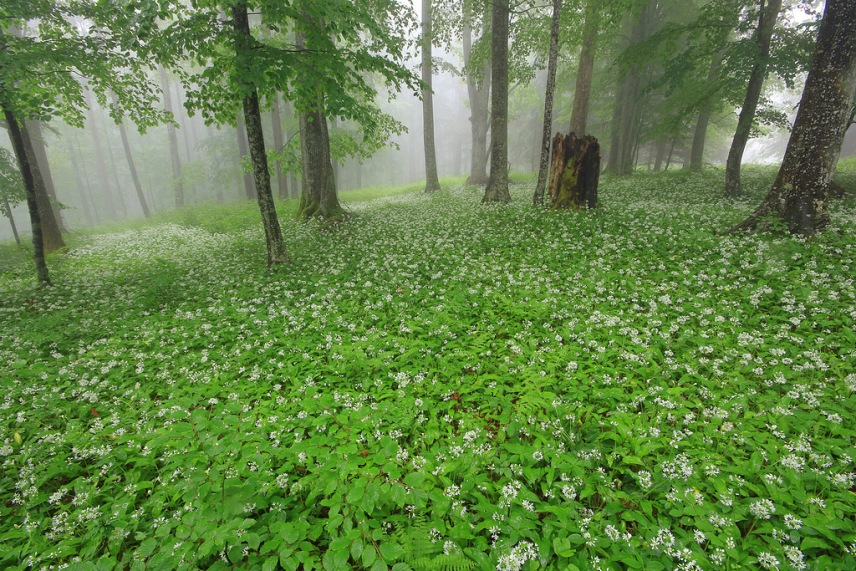 Slika, ki vsebuje besede trava, na prostem, megla, narava

Opis je samodejno ustvarjen