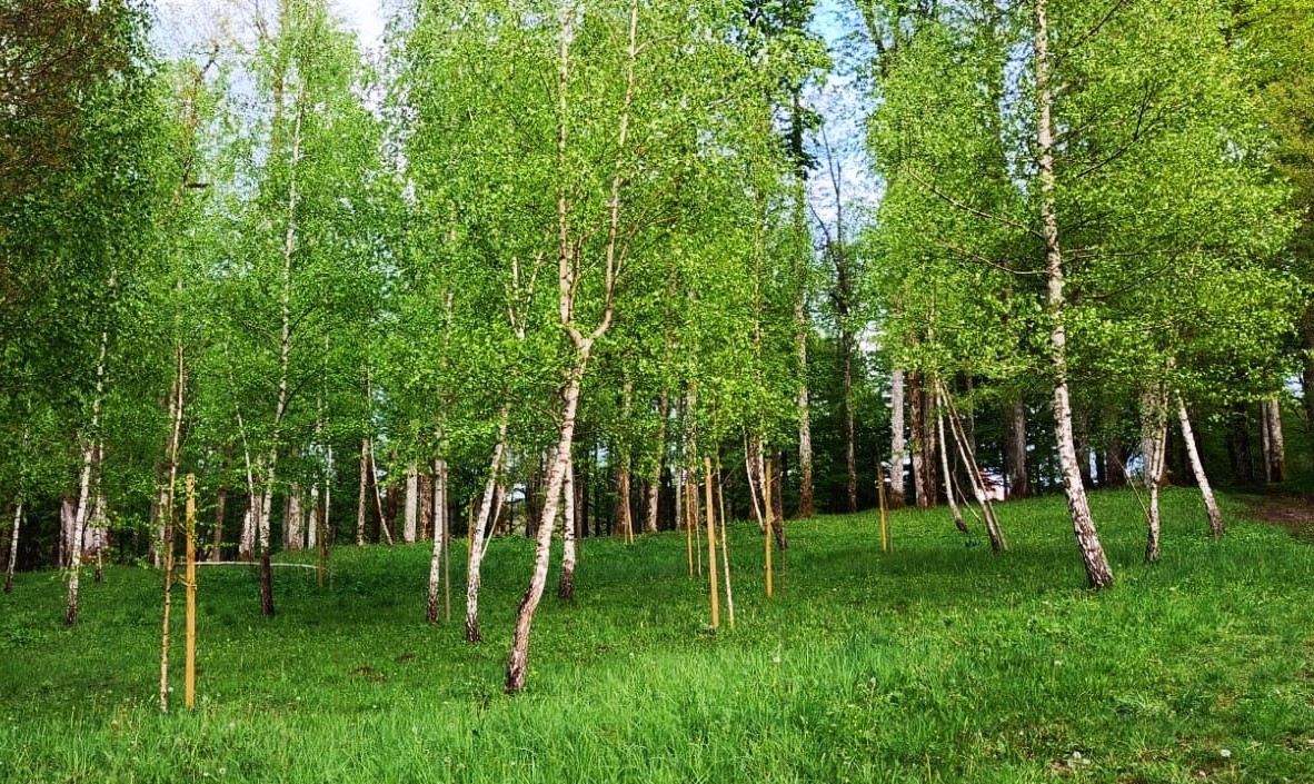 Slika, ki vsebuje besede rastlina, drevo, na prostem, trava

Opis je samodejno ustvarjen