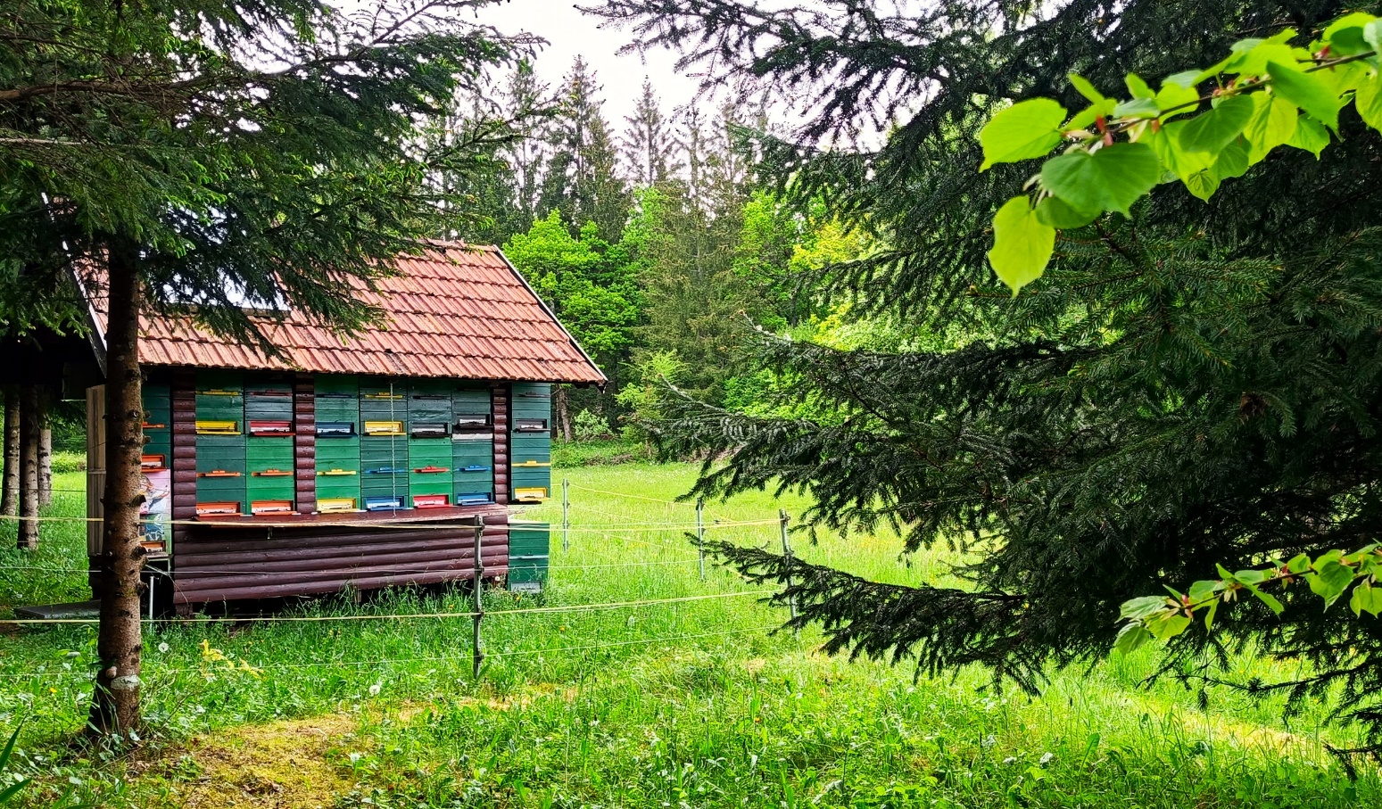 Slika, ki vsebuje besede trava, na prostem, drevo, hiša

Opis je samodejno ustvarjen