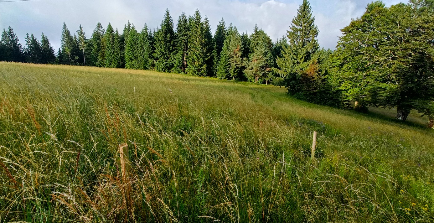 Slika, ki vsebuje besede na prostem, pokrajina, rastlina, nebo

Opis je samodejno ustvarjen