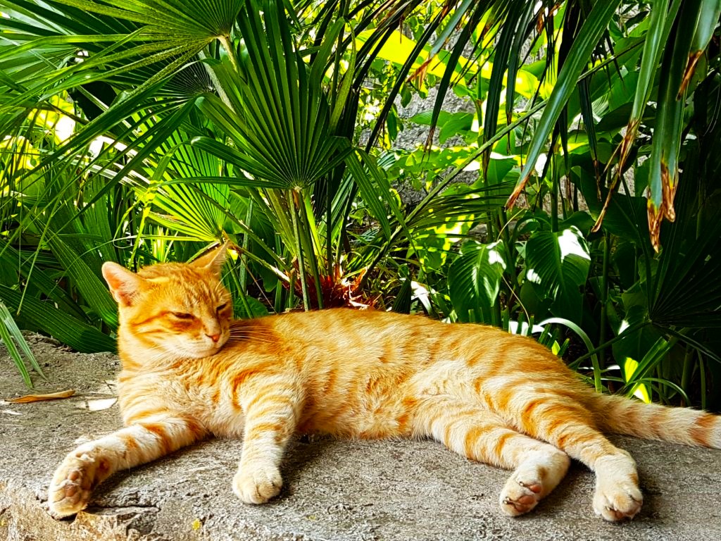 Slika, ki vsebuje besede Felidae, mačka, majhne do srednje velike mačke, drevo

Opis je samodejno ustvarjen