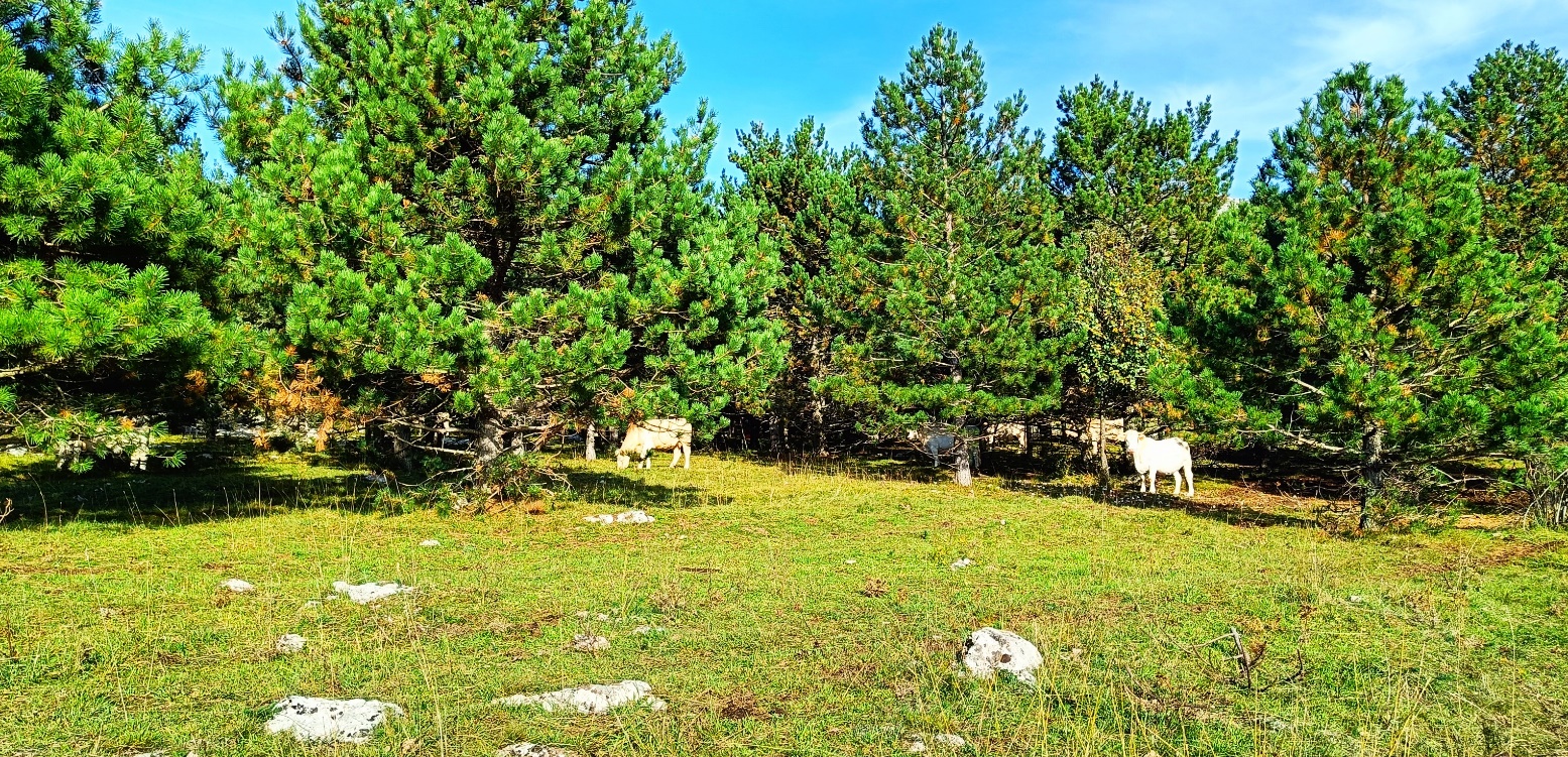 Slika, ki vsebuje besede rastlina, na prostem, drevo, trava

Opis je samodejno ustvarjen