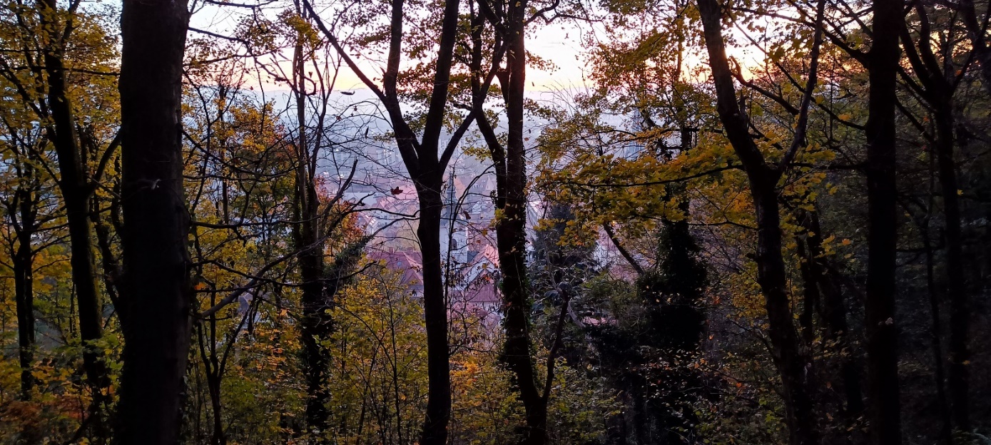 Slika, ki vsebuje besede na prostem, padec, drevo, rastlina

Opis je samodejno ustvarjen