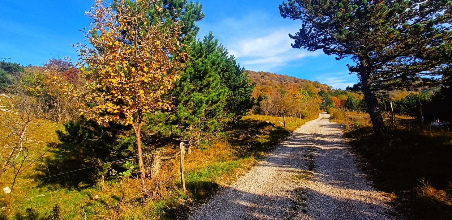 Slika, ki vsebuje besede na prostem, padec, drevo, rastlina

Opis je samodejno ustvarjen