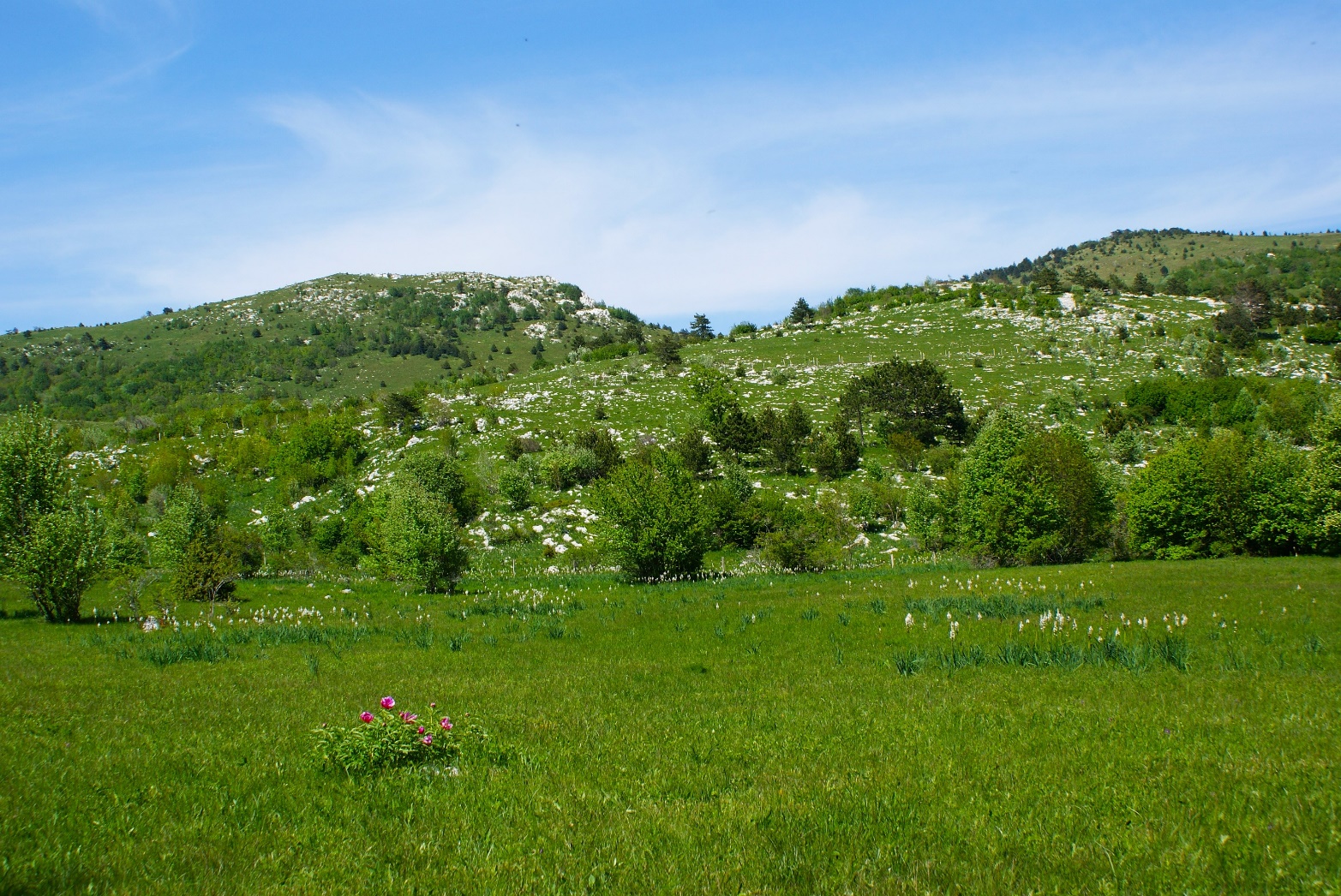 Slika, ki vsebuje besede na prostem, trava, pokrajina, travnik

Vsebina, ustvarjena z umetno inteligenco, morda ni pravilna.